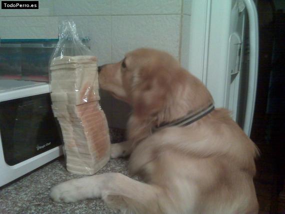 La foto del perro