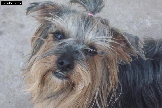 La foto del perro