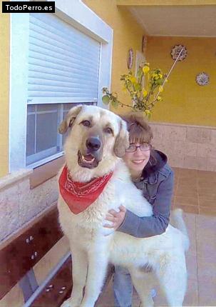La foto del perro