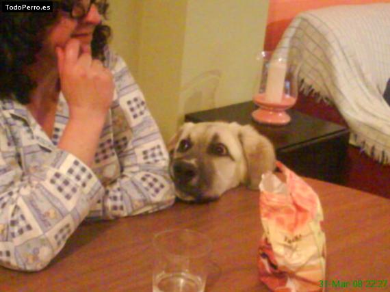 La foto del perro