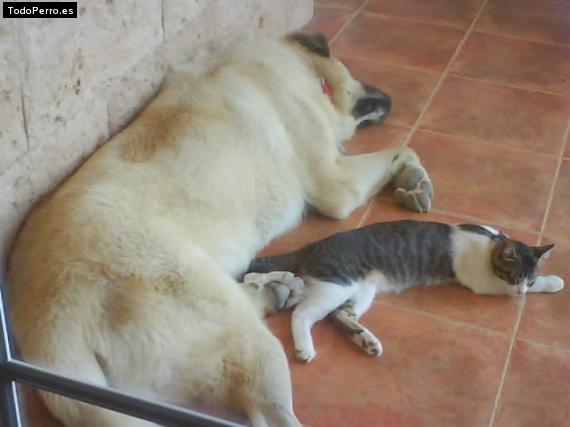 La foto del perro