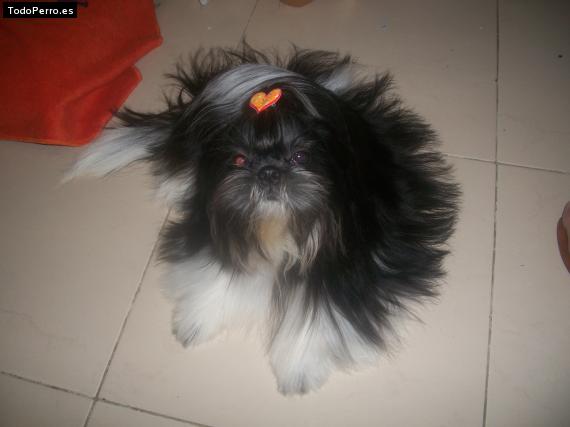 La foto del perro