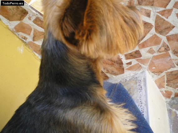 La foto del perro