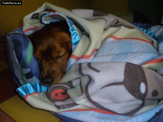 La foto del perro