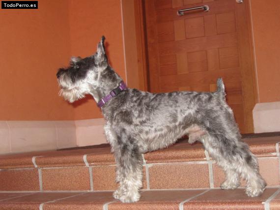 La foto del perro