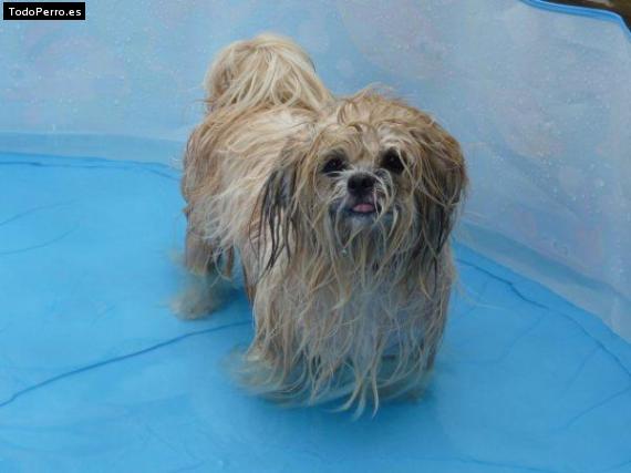 La foto del perro