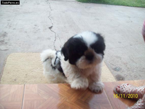 Foto del perro Jachi