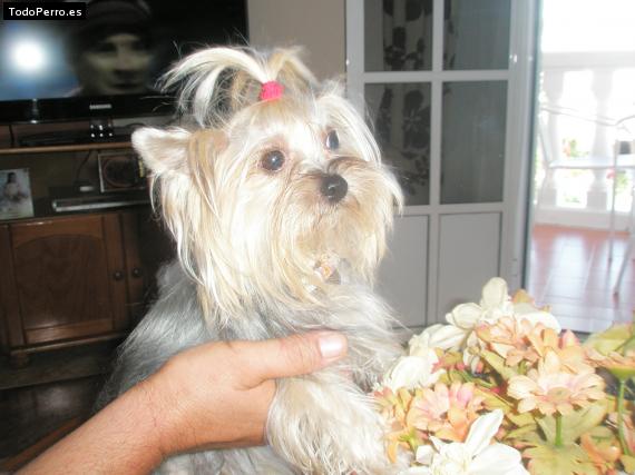 La foto del perro