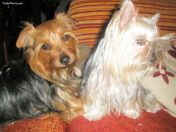 La foto del perro