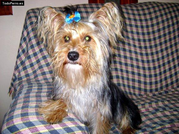 La foto del perro