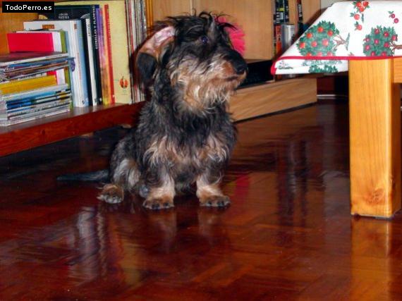 La foto del perro