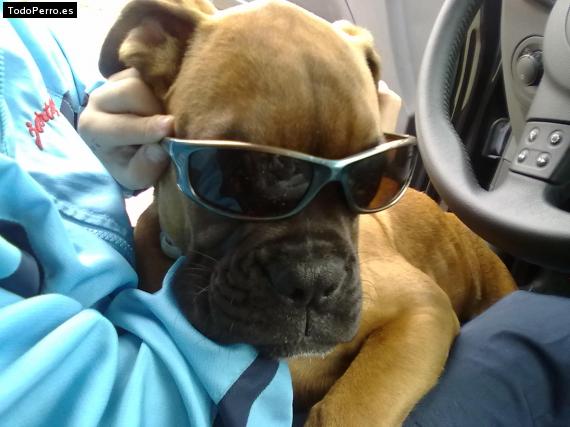 La foto del perro