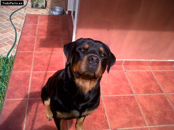 La foto del perro