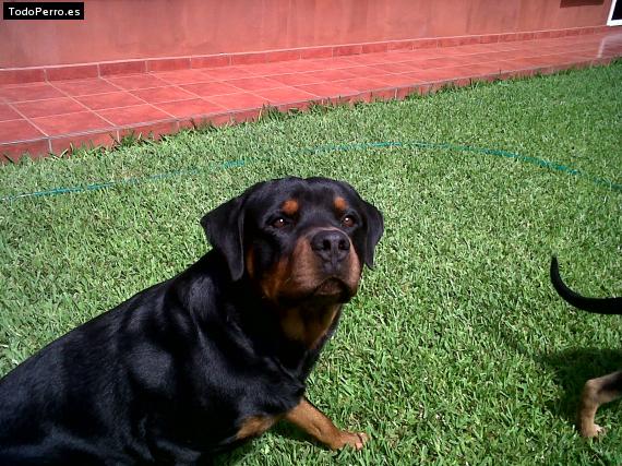 La foto del perro