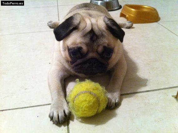 La foto del perro