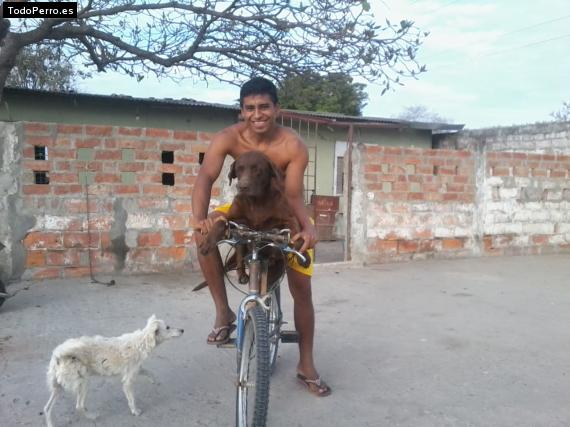 La foto del perro