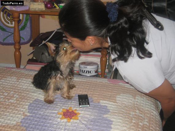 La foto del perro