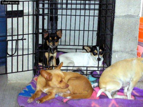 Foto del perro Cookie barbie chester peke