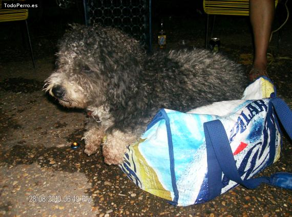 La foto del perro