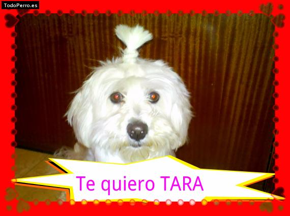 La foto del perro