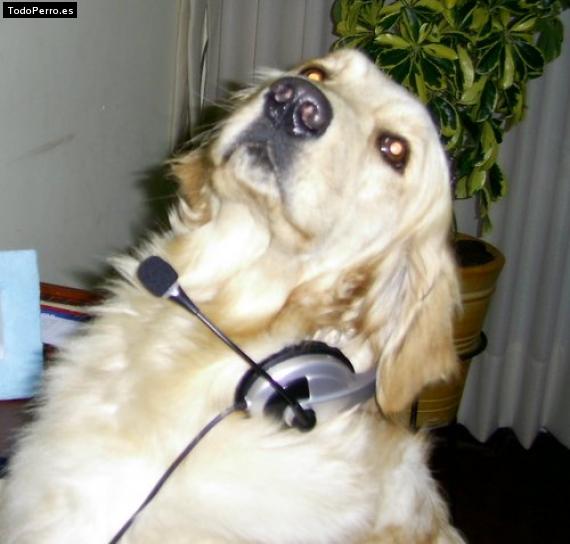 La foto del perro