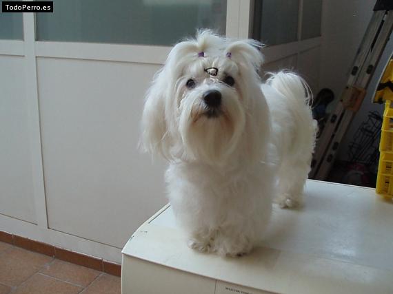 La foto del perro