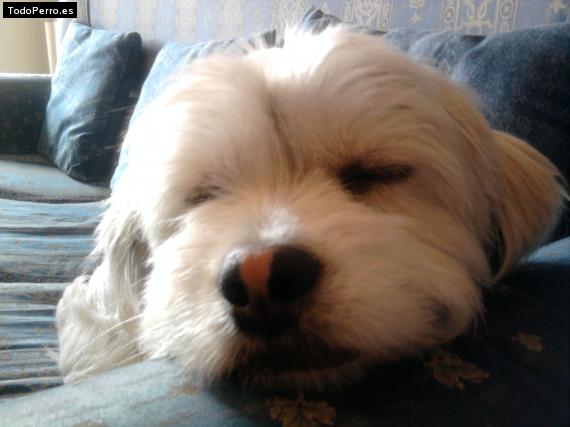 La foto del perro