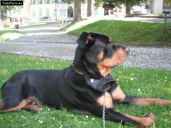 La foto del perro