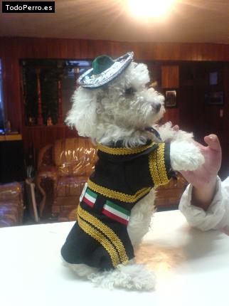 La foto del perro