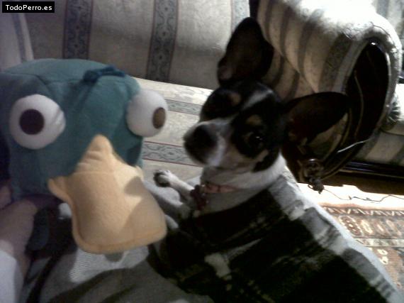 La foto del perro