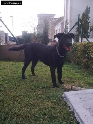 Foto del perro Nina