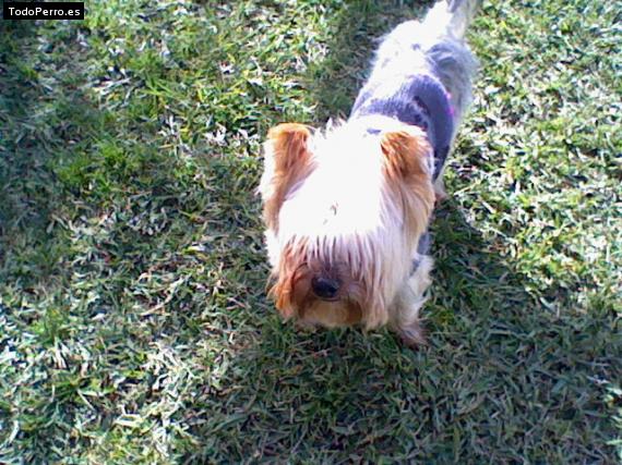 La foto del perro