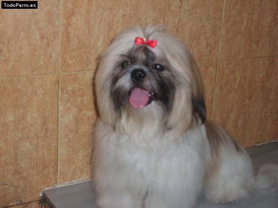 La foto del perro