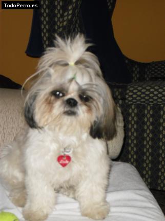 La foto del perro