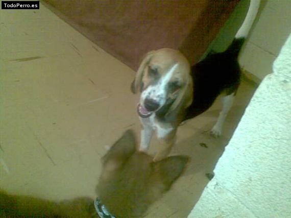 La foto del perro