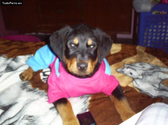 La foto del perro