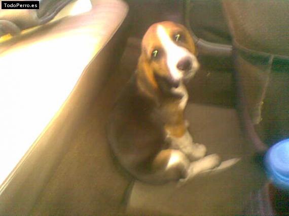 La foto del perro