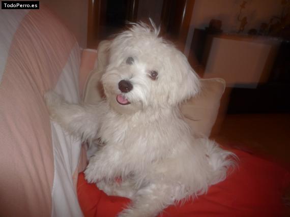 La foto del perro