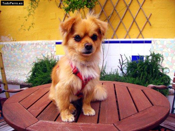 La foto del perro