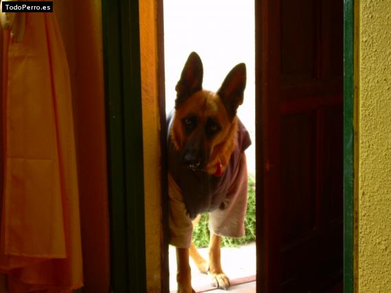 La foto del perro