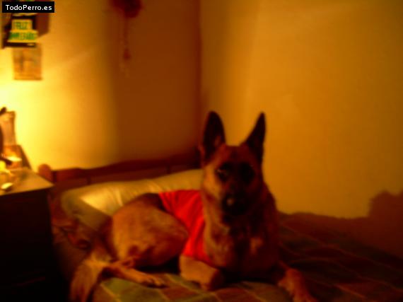 La foto del perro