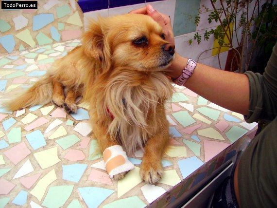 La foto del perro