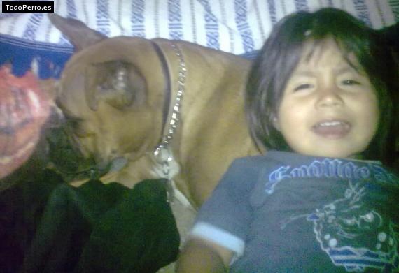 La foto del perro