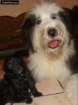 La foto del perro