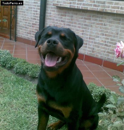 La foto del perro