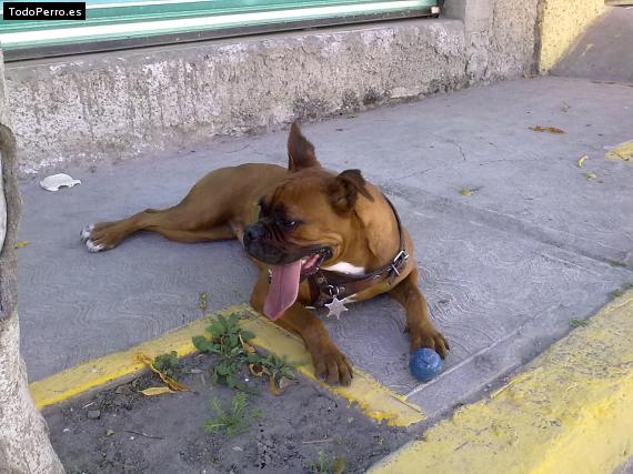 La foto del perro
