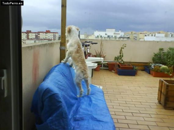 La foto del perro