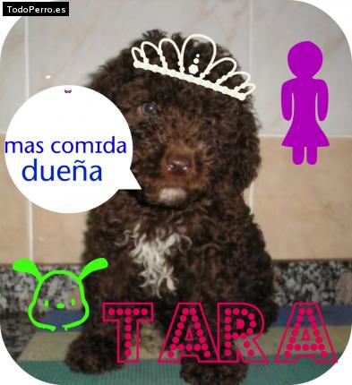 La foto del perro