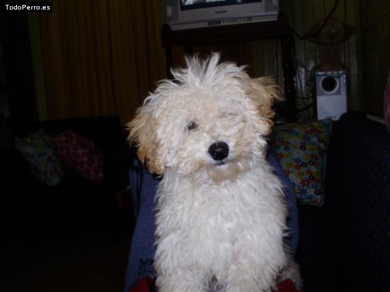 La foto del perro
