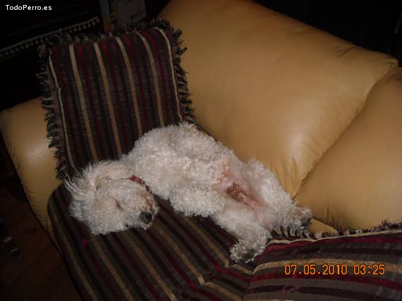 La foto del perro